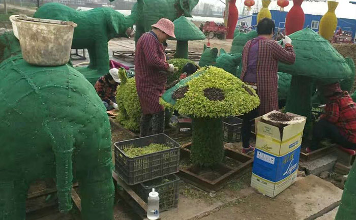 女工在對五色草造型進行插草作業