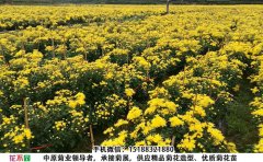 <b>種植金絲皇菊菊花一畝地種植成本及收入</b>