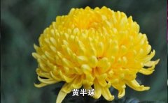 短日照菊花