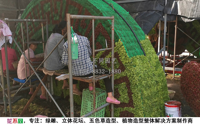 工人在給植物綠雕填充基質土