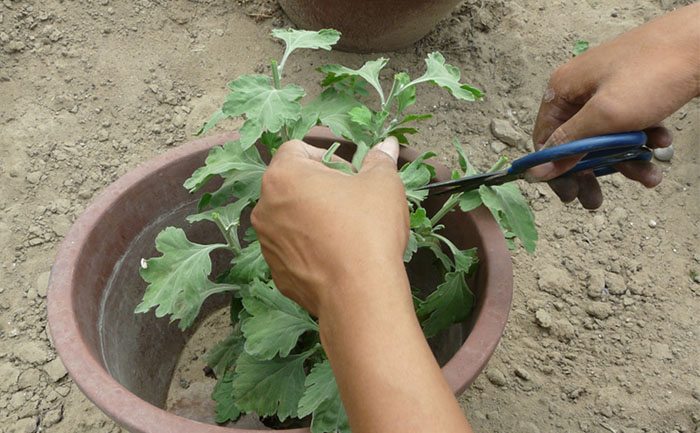 工人正在給菊花打頂