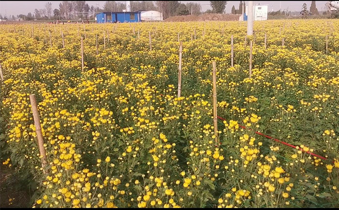 金絲皇菊菊花茶種植基地實拍照