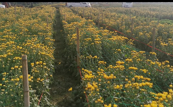 金絲皇菊菊花茶種植基地實拍照