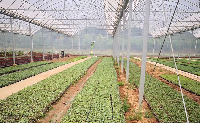 金絲皇菊菊花茶種苗培育基地實拍照