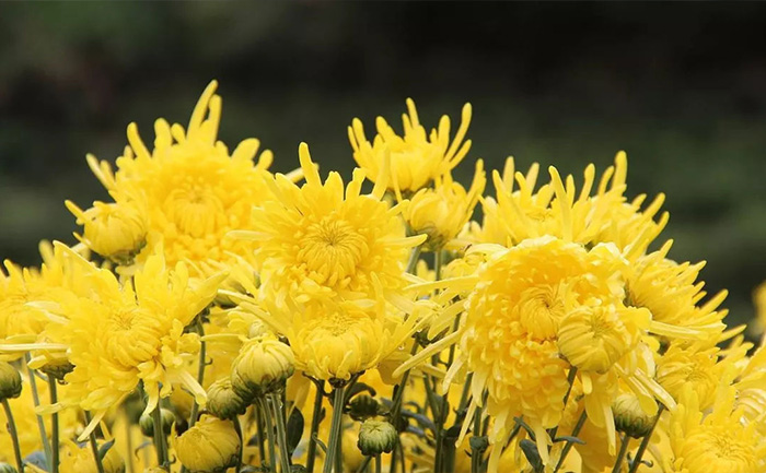 金絲皇菊鮮花實拍圖