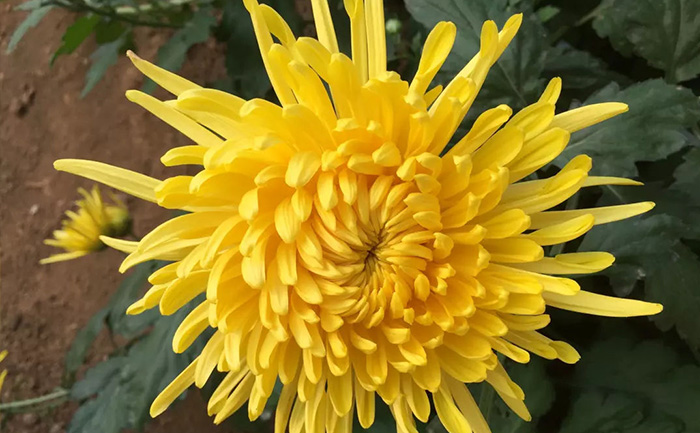 金絲皇菊鮮花實拍圖