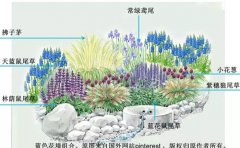 宿根花卉節水抗旱管理5大核心技術｜耐旱品種選