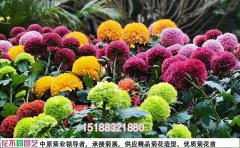 河南菊花花海設計公司 |設計施工一體化服務