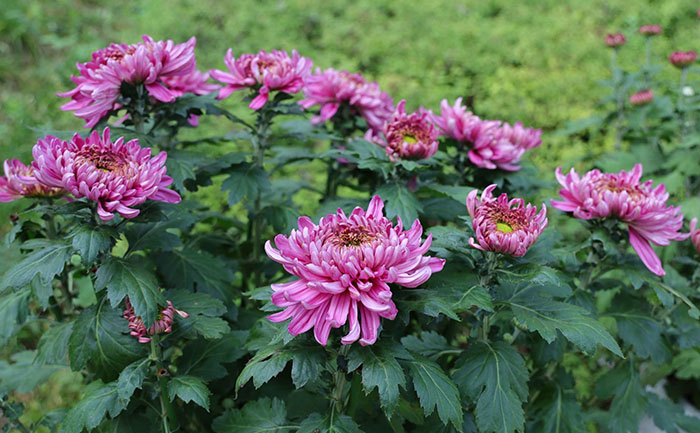 不同品種菊花苗對比展示